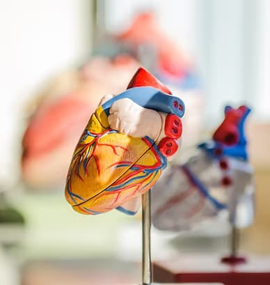 Non Invasive Cardiovascular
